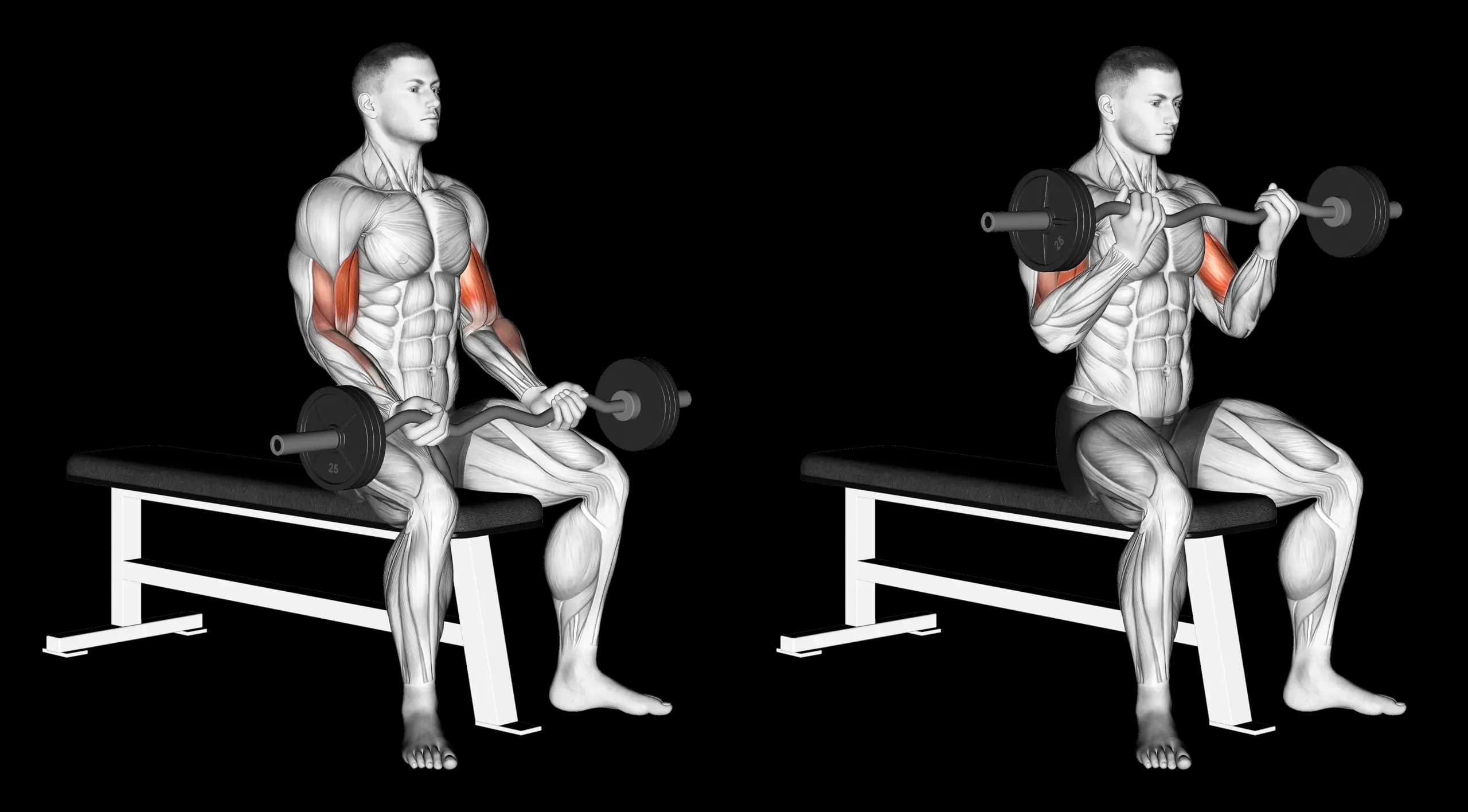 EZ Bar Seated Curl
