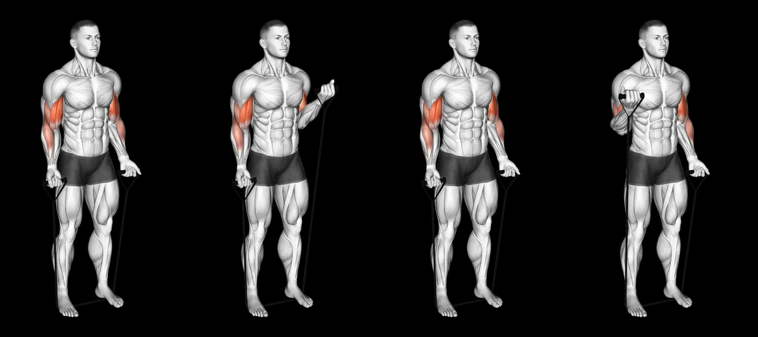 Alternating Band Curl