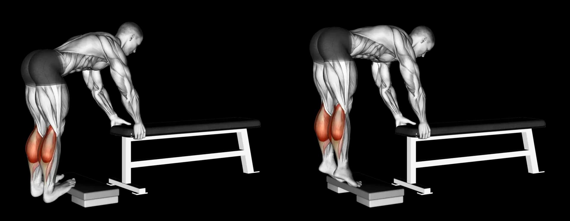 Donkey Calf Raise