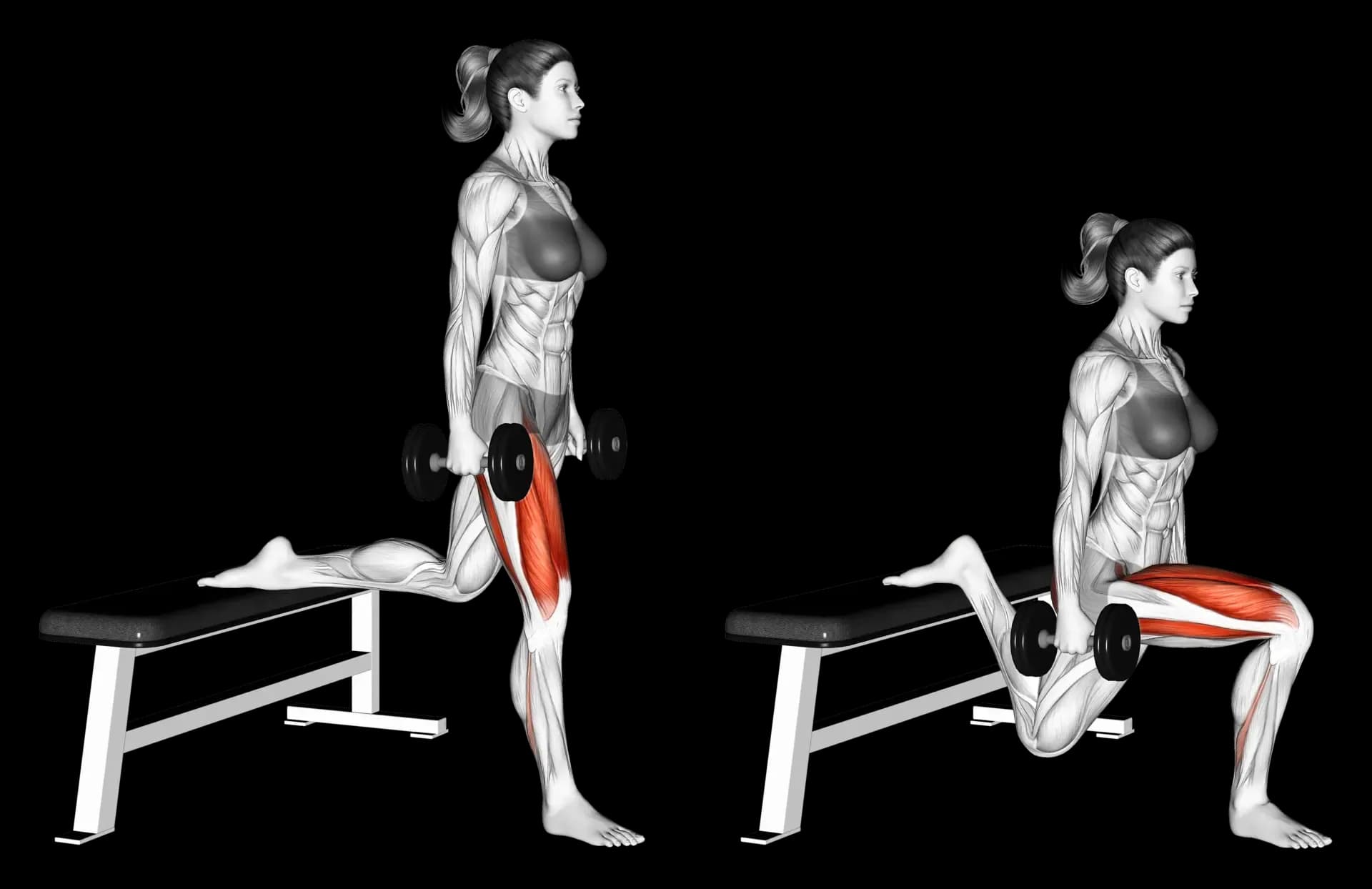 Dumbbell Bulgarian Split Squat