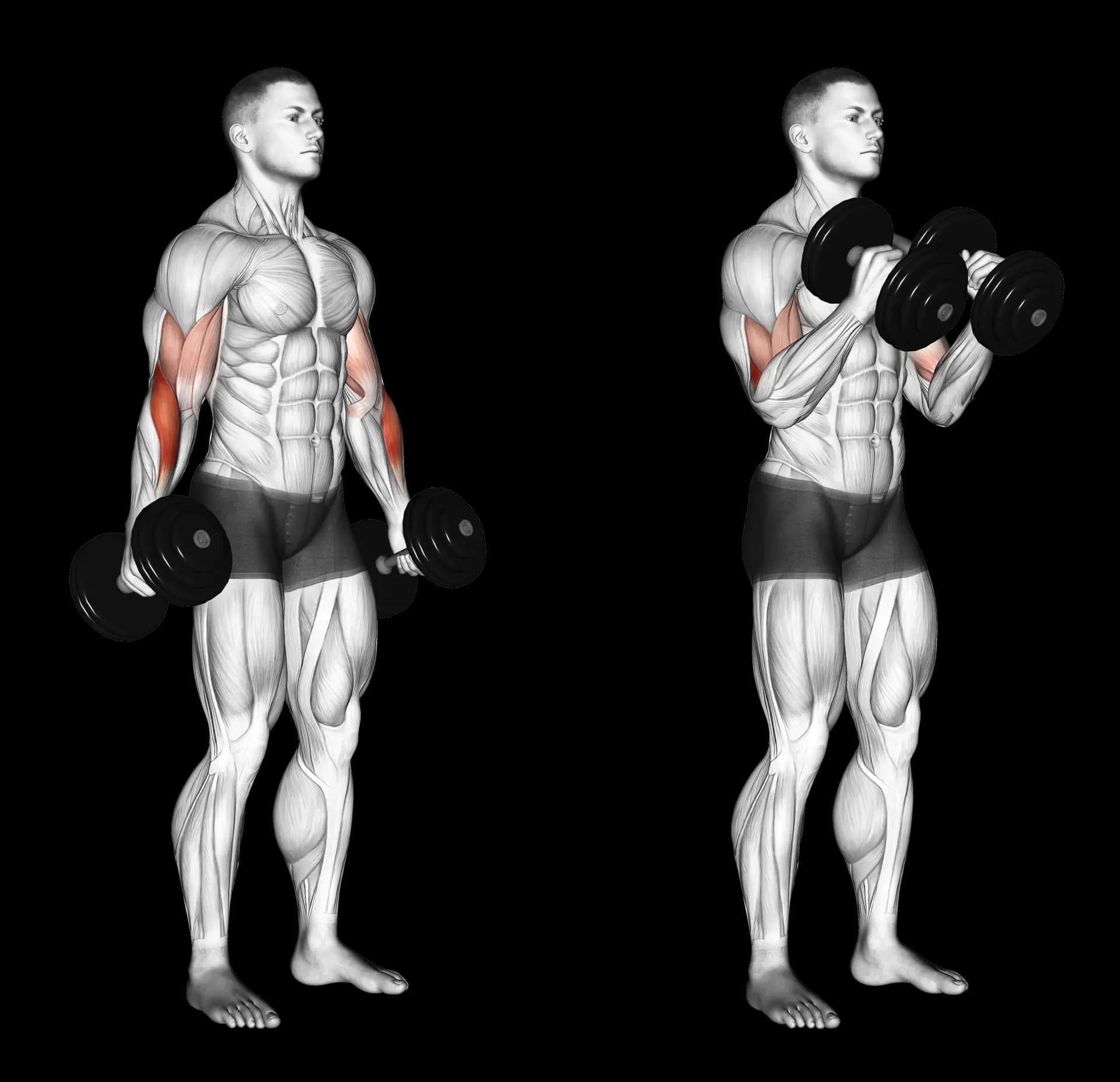 Dumbbell Hammer Curl