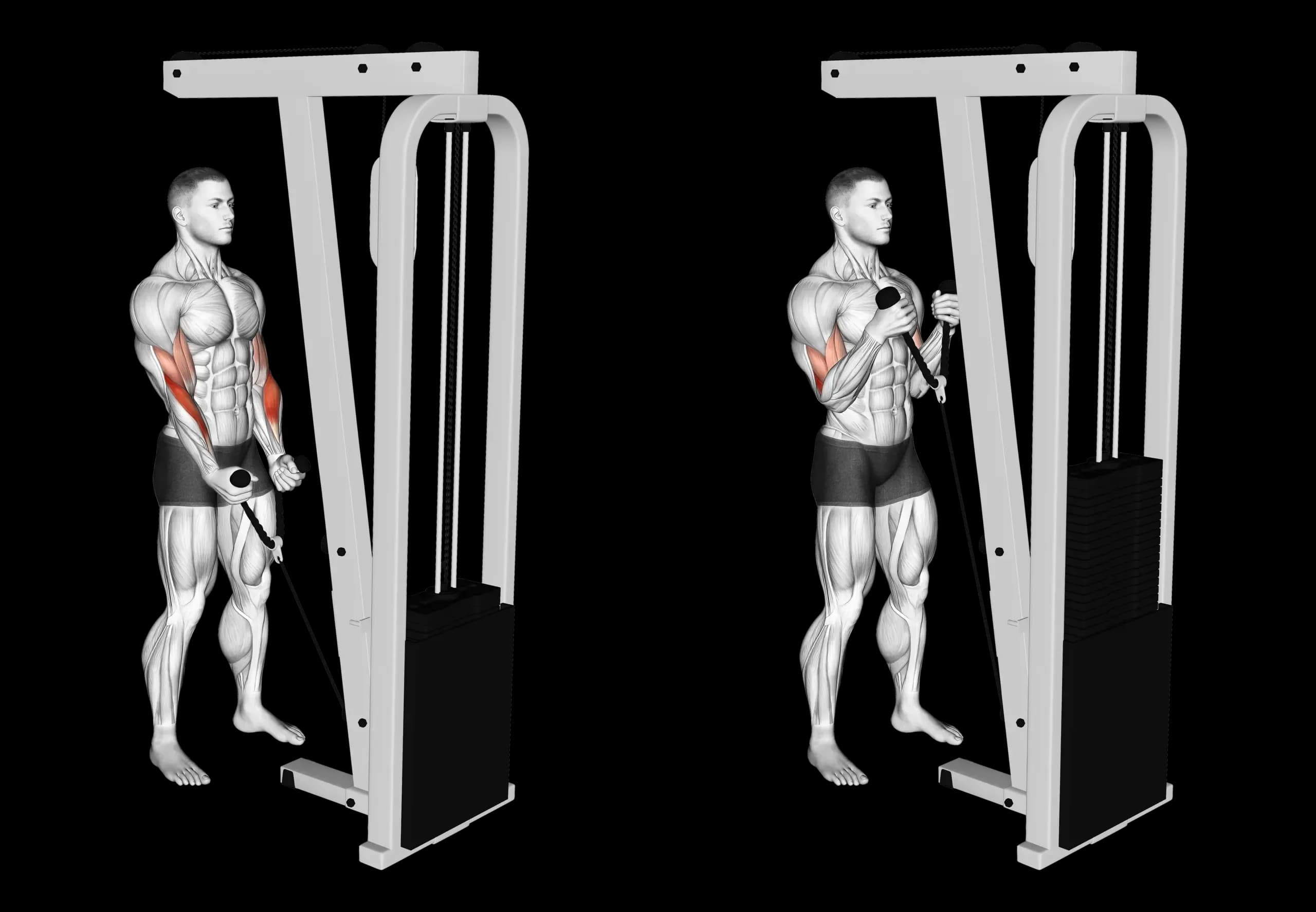 Cable Rope Hammer Curl