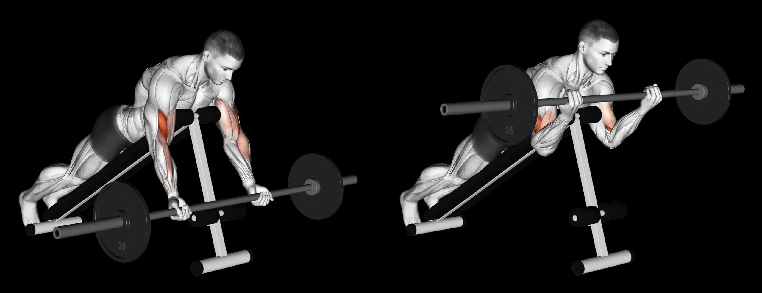 Barbell Incline Curl