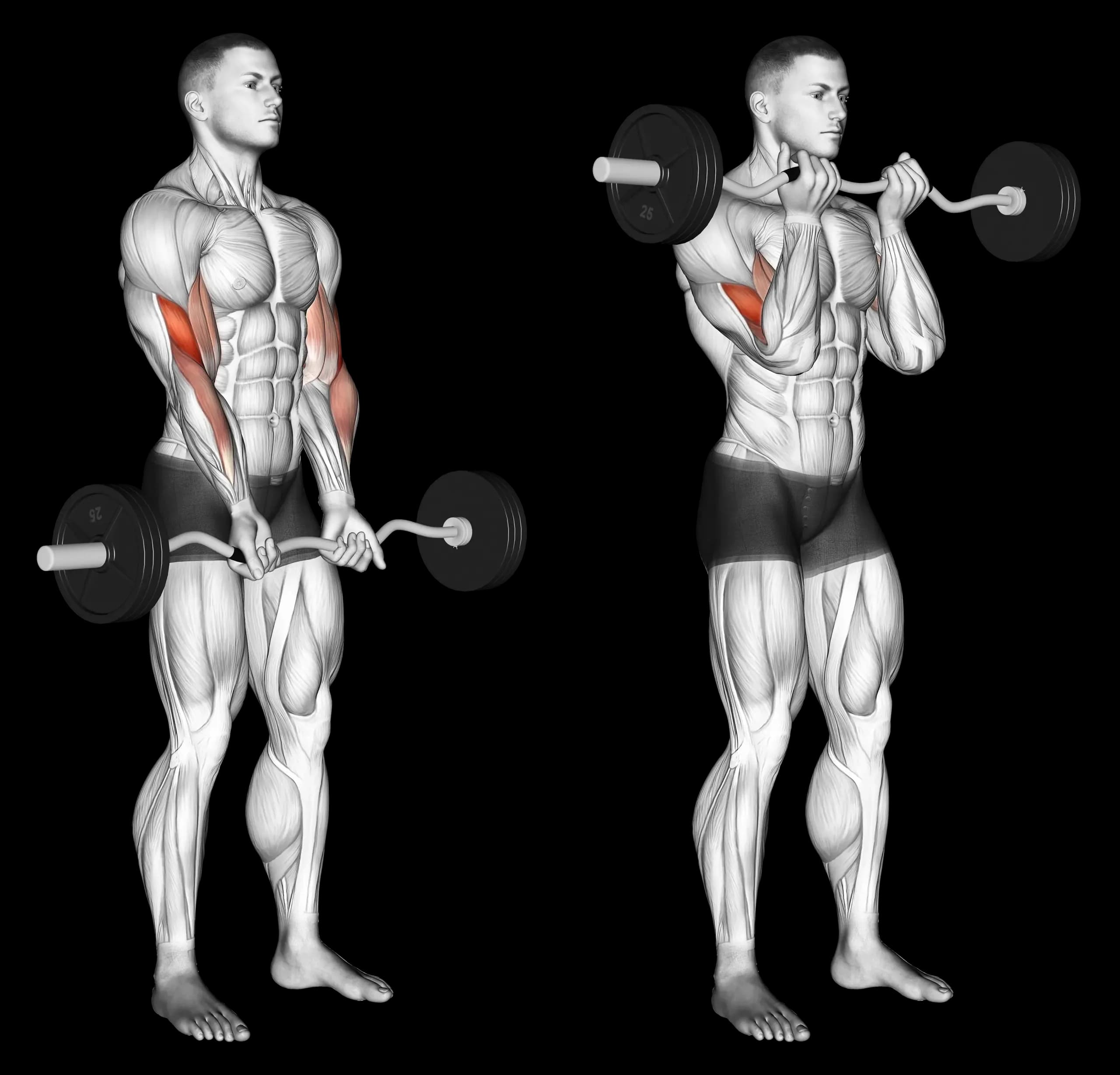EZ Bar Curl (Close Grip)
