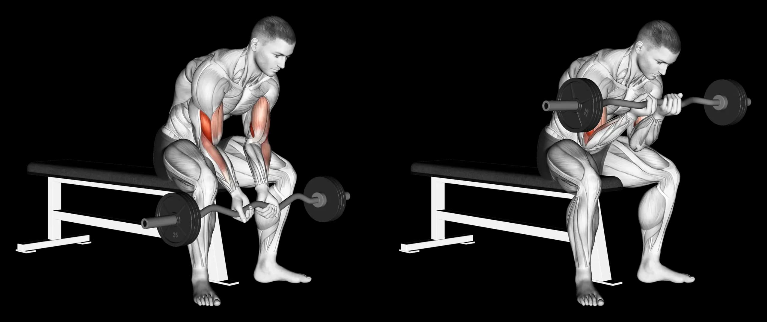 EZ Bar Concentration Curl