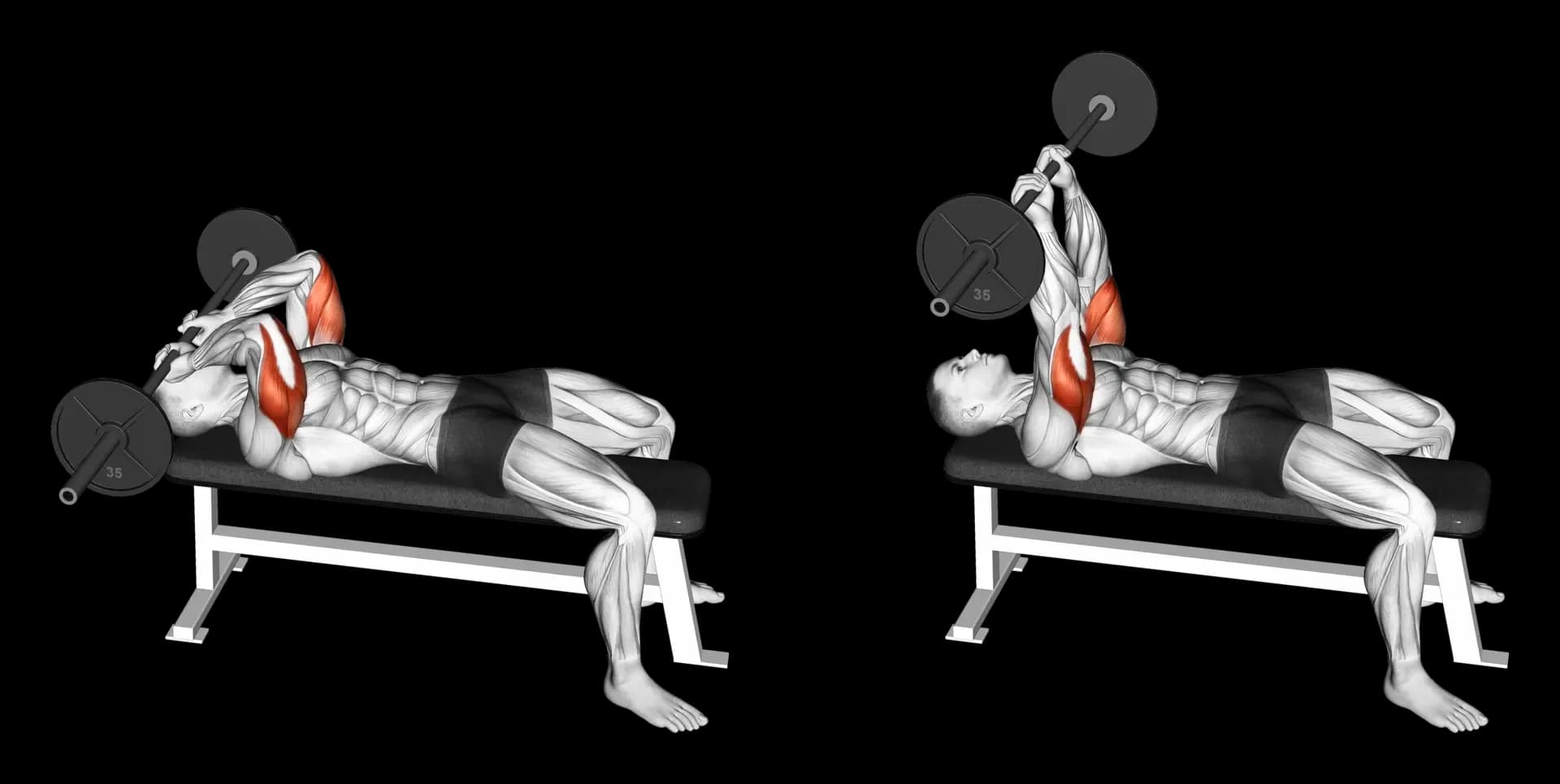 Barbell Skull Crusher