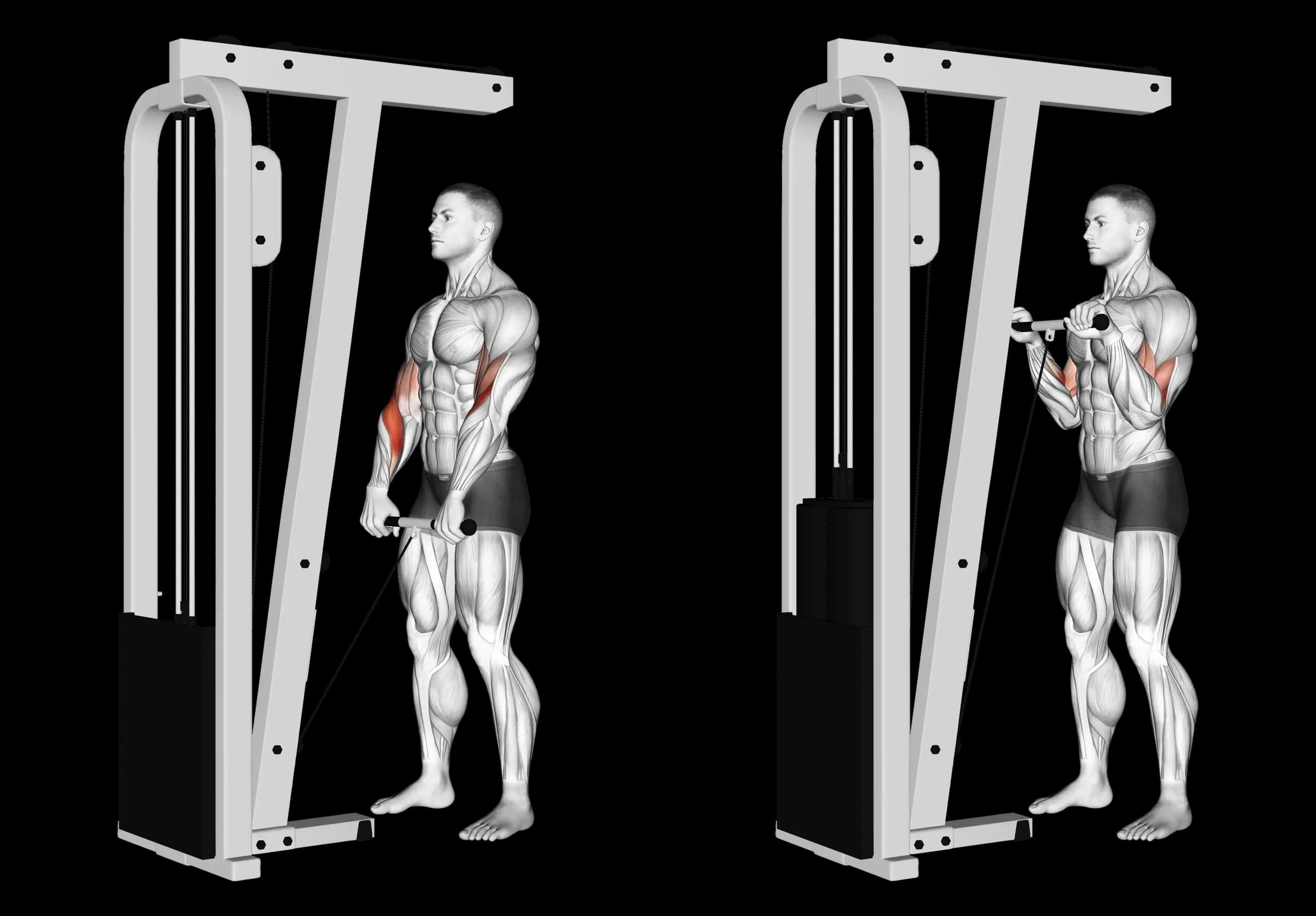 Cable Reverse Grip Curl