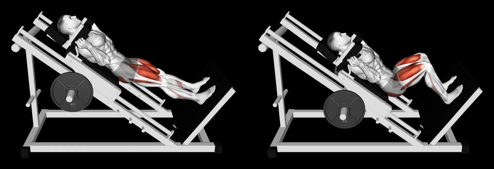 Hack Squat