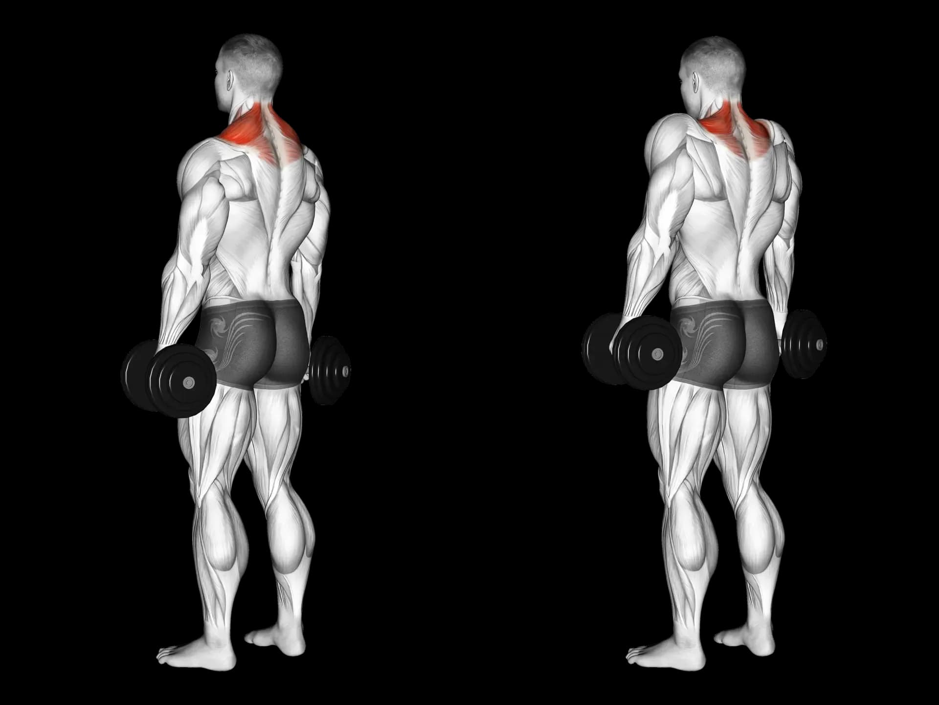 Dumbbell Shrug